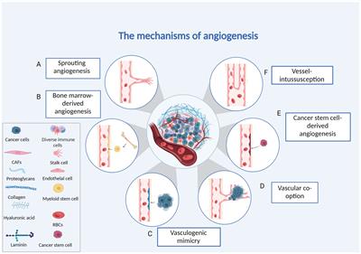 Mechanisms of angiogenesis in tumour